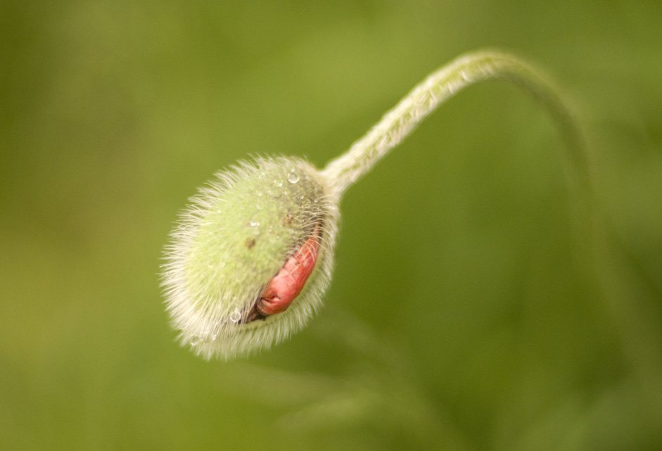 Spring Yard WOOLHALLA